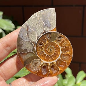 65g Natural Ammonite Fossil Conch ,fossil rocks,Specimen of Madagascar,Fossil specimens,Crystal gift,Home Decor, Crystal Healing