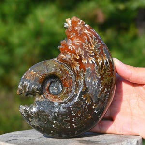 Natural Ammonite fossil conch ,fossil rocks,Specimen of Madagascar,Fossil specimens,Crystal gift,Home Decor, Crystal Healing K-3