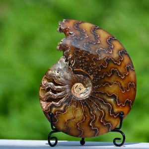 0.46kg Natural Ammonite fossil conch ,fossil rocks,Specimen of Madagascar,Fossil specimens,Crystal gift,Home Decor, Crystal Healing L305