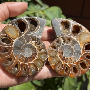 A pair Natural Ammonite Fossil Conch ,fossil rocks,Specimen of Madagascar,Fossil specimens,Crystal gift,Home Decor, Crystal Healing