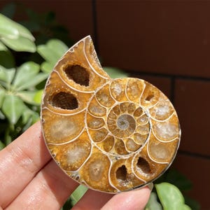 85g+ Natural Ammonite Fossil Conch ,fossil rocks,Specimen of Madagascar,Fossil specimens,Crystal gift,Home Decor, Crystal Healing