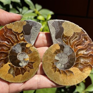 A pair Natural Ammonite Fossil Conch ,fossil rocks,Specimen of Madagascar,Fossil specimens,Crystal gift,Home Decor, Crystal Healing