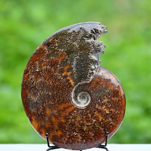 0.88kg Natural Ammonite fossil conch ,fossil rocks,Specimen of Madagascar,Fossil specimens,Crystal gift,Home Decor, Crystal Healing L344