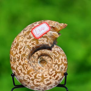 0.34kg Natural Ammonite fossil conch ,fossil rocks,Specimen of Madagascar,Fossil specimens,Crystal gift,Home Decor, Crystal Healing L324