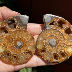 A pair Natural Ammonite Fossil Conch ,fossil rocks,Specimen of Madagascar,Fossil specimens,Crystal gift,Home Decor, Crystal Healing