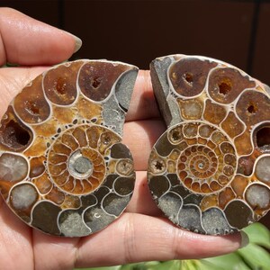 A pair Natural Ammonite Fossil Conch ,fossil rocks,Specimen of Madagascar,Fossil specimens,Crystal gift,Home Decor, Crystal Healing