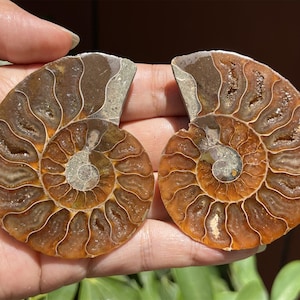 A pair Natural Ammonite Fossil Conch ,fossil rocks,Specimen of Madagascar,Fossil specimens,Crystal gift,Home Decor, Crystal Healing