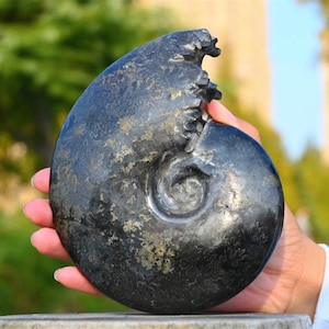 Natural Ammonite fossil conch ,fossil rocks,Specimen of Madagascar,Fossil specimens,Crystal gift,Home Decor, Crystal Healing K-106