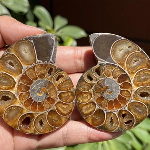 A pair Natural Ammonite Fossil Conch ,fossil rocks,Specimen of Madagascar,Fossil specimens,Crystal gift,Home Decor, Crystal Healing