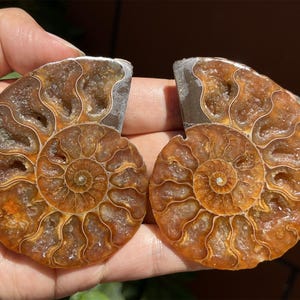 A pair Natural Ammonite Fossil Conch ,fossil rocks,Specimen of Madagascar,Fossil specimens,Crystal gift,Home Decor, Crystal Healing