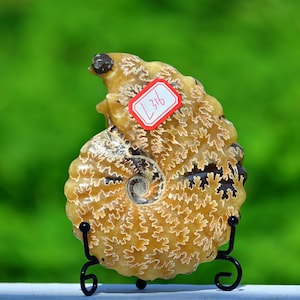 0.34kg Natural Ammonite fossil conch ,fossil rocks,Specimen of Madagascar,Fossil specimens,Crystal gift,Home Decor, Crystal Healing L316