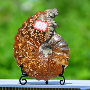 0.54kg Natural Ammonite fossil conch ,fossil rocks,Specimen of Madagascar,Fossil specimens,Crystal gift,Home Decor, Crystal Healing L325