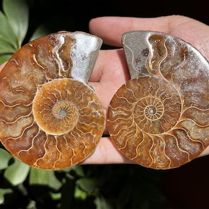 A pair Natural Ammonite Fossil Conch ,fossil rocks,Specimen of Madagascar,Fossil specimens,Crystal gift,Home Decor, Crystal Healing