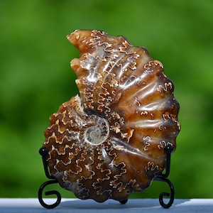 0.26kg Natural Ammonite fossil conch ,fossil rocks,Specimen of Madagascar,Fossil specimens,Crystal gift,Home Decor, Crystal Healing L307