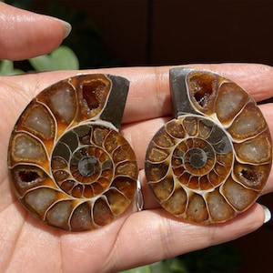 A pair Natural Ammonite Fossil Conch ,fossil rocks,Specimen of Madagascar,Fossil specimens,Crystal gift,Home Decor, Crystal Healing