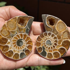 A pair Natural Ammonite Fossil Conch ,fossil rocks,Specimen of Madagascar,Fossil specimens,Crystal gift,Home Decor, Crystal Healing