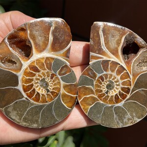 A pair Natural Ammonite Fossil Conch ,fossil rocks,Specimen of Madagascar,Fossil specimens,Crystal gift,Home Decor, Crystal Healing