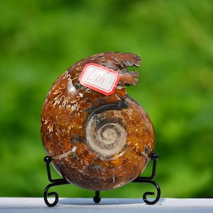 0.39kg Natural Ammonite fossil conch ,fossil rocks,Specimen of Madagascar,Fossil specimens,Crystal gift,Home Decor, Crystal Healing L311