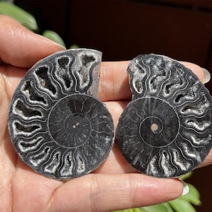 A pair Natural Ammonite Fossil Conch ,fossil rocks,Specimen of Madagascar,Fossil specimens,Crystal gift,Home Decor, Crystal Healing