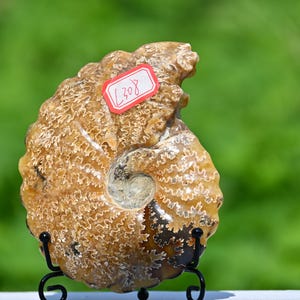 0.38kg Natural Ammonite fossil conch ,fossil rocks,Specimen of Madagascar,Fossil specimens,Crystal gift,Home Decor, Crystal Healing L308