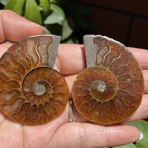 A pair Natural Ammonite Fossil Conch ,fossil rocks,Specimen of Madagascar,Fossil specimens,Crystal gift,Home Decor, Crystal Healing