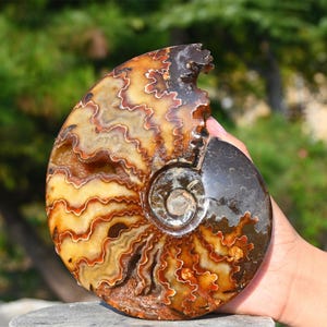 Natural Ammonite fossil conch ,fossil rocks,Specimen of Madagascar,Fossil specimens,Crystal gift,Home Decor, Crystal Healing K-6