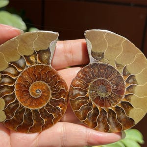 A pair Natural Ammonite Fossil Conch ,fossil rocks,Specimen of Madagascar,Fossil specimens,Crystal gift,Home Decor, Crystal Healing