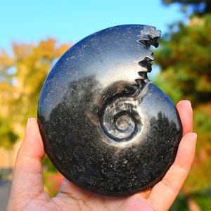 Natural Ammonite fossil conch ,fossil rocks,Specimen of Madagascar,Fossil specimens,Crystal gift,Home Decor, Crystal Healing K-113
