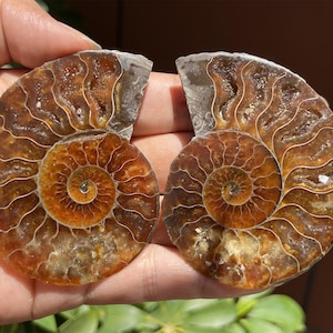 A pair Natural Ammonite Fossil Conch ,fossil rocks,Specimen of Madagascar,Fossil specimens,Crystal gift,Home Decor, Crystal Healing