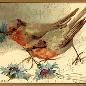 Uccelli digitale, francese uccelli Bon Marche, fiori di primavera - Robins francese D.c., più grande immagine Instant Download, FrA180