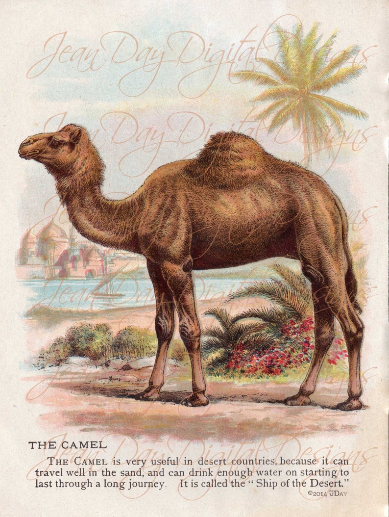 Little Folks Book of Animals page, Camel, from 1902 original Instant Digital Download Printable image scan DB045 image 1