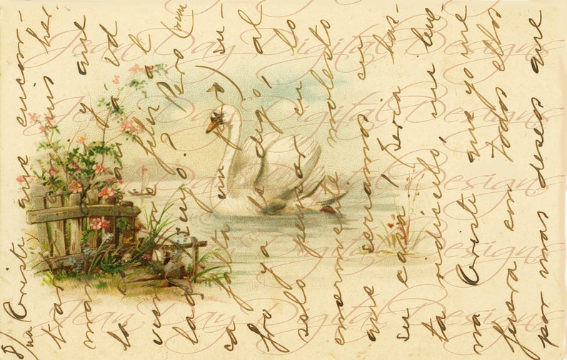 Spanish Script and Swan Bird Script European Postcard Etsy