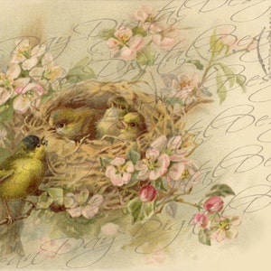 French Birds & Nest in Rose Bush descarga instantánea "Affectionately Yours" 1904 Stamp, French Postcard FrA128