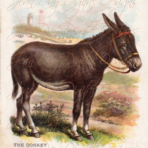 Kleine Leute Buch der Tiere Seite, Esel, von 1902 original Instant Digital Download druckbare Bild scan DB044