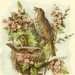 Nido de tordo de aves, exploración de la página del libro de rosas, victoriano, Instant Download, DB035