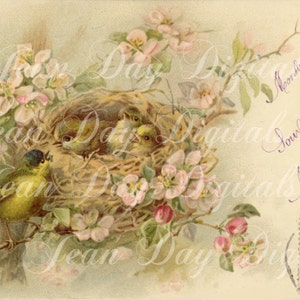 French Birds & Nest in Rose Bush Instant Download "Affectionately Yours" 1904 Script Stamp, French Postcard FrA128