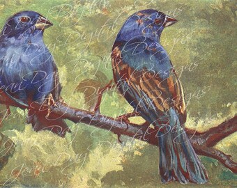 Indigo Finches, Blue Birds, Scan 1902, Instant Download DB036