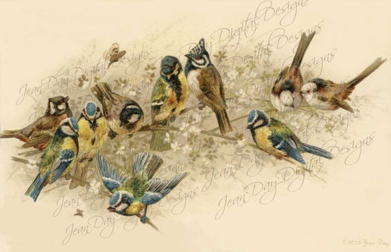 Wonderful Birds Postcard Wonderful Birds Postcard