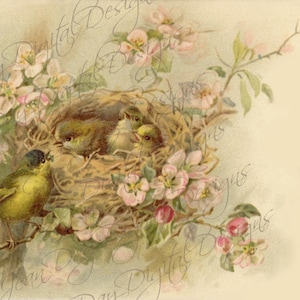 French Birds &Nest in Rose Bush Instant Download "Affectionately Yours" 1904, Französische Postkarte FrA128