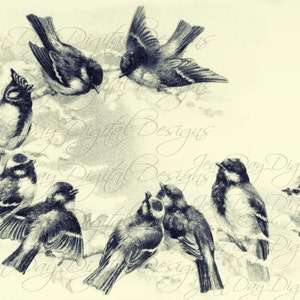 Français oiseaux, début du matin réunion, noir/Ivoire, 9 oiseaux de 1904, téléchargement immédiat, Français carte postale FrA164