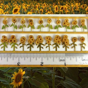 May include: A sheet of paper with 18 cut-out paper sunflowers in various sizes. The sunflowers are yellow with brown centres. The sheet is labelled with a ruler in inches.