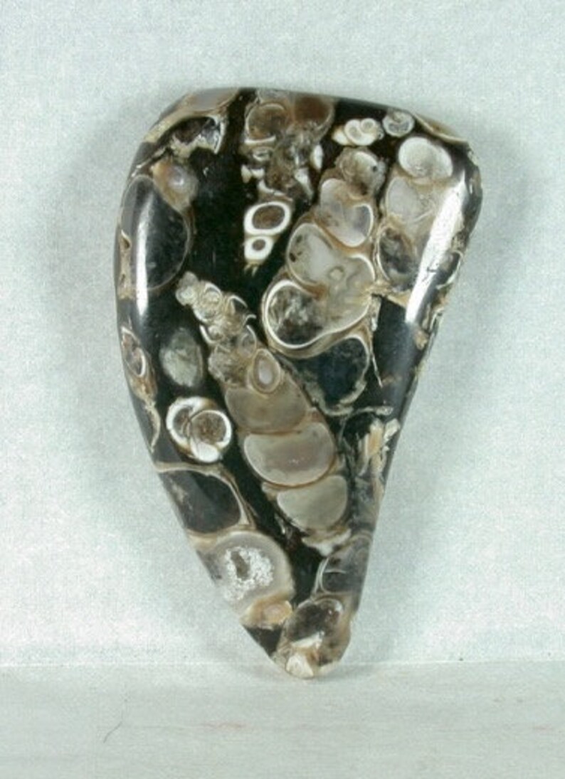 Turritella Agate Freeform Cabochon from Wyoming 25x42x6mm