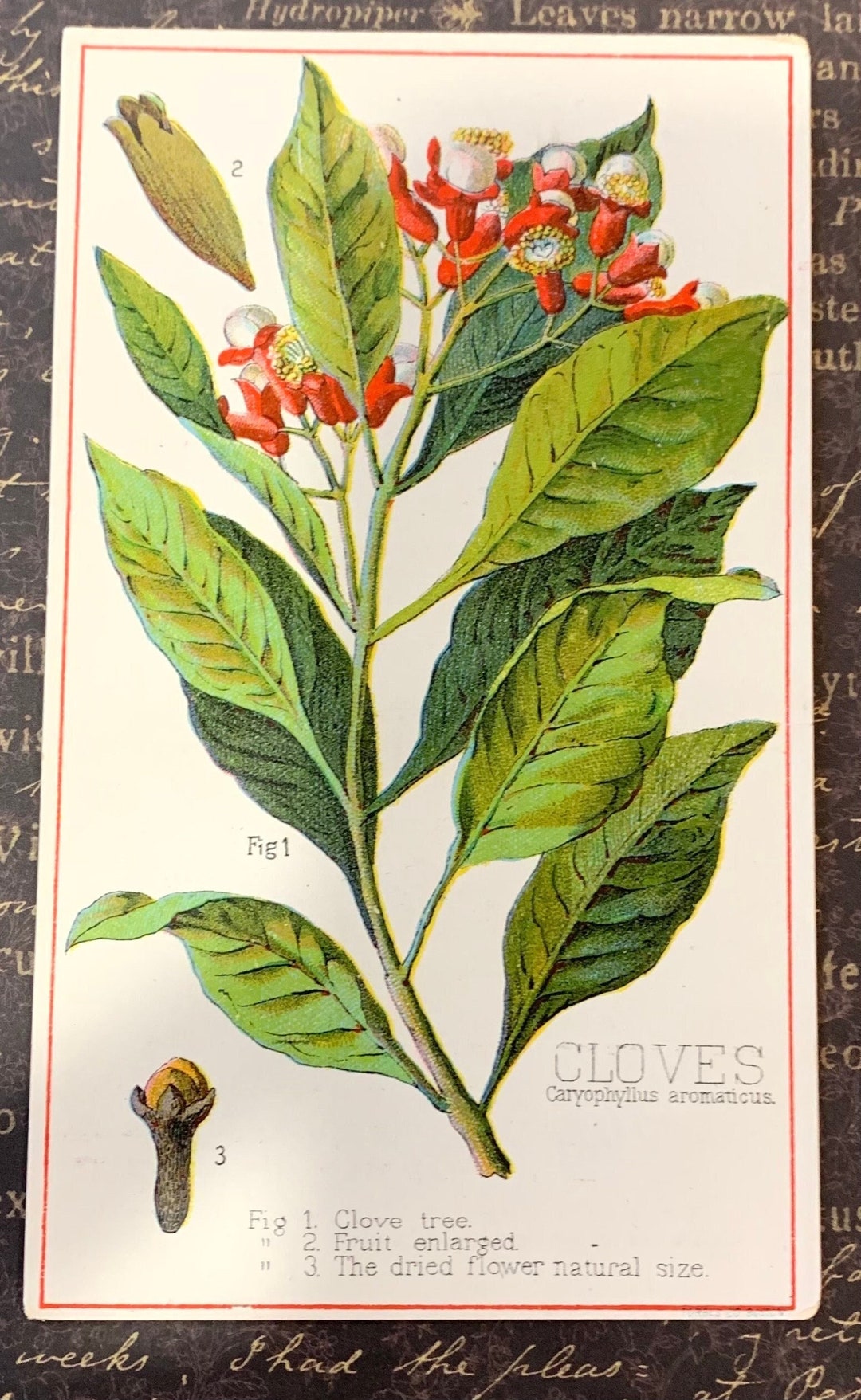 Victorian Trade Card Botanical Cloves Plant Davis Sacker Etsy