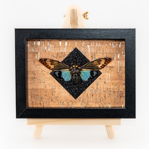 Echte blauwe cicade Tosena splendida ingelijst