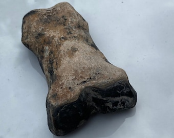 Fossilized Pleistocene Horse / Equus Middle Phalanx Foot Bone