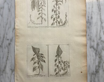 Plates 659-652 19th C. Italian Amaranth Botanical Engraving or Etching by Antonio Bertoloni (1854)