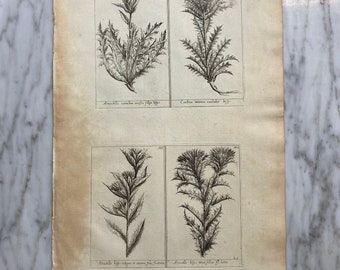 Plates  591-594 19th C. Italian Botanical Engraving or Etching by Antonio Bertoloni (1854)