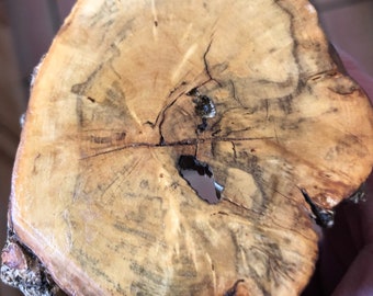 Ancient Boxwood Log