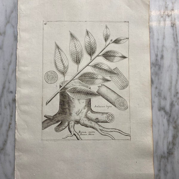Plate 41, An 18th Century Italian Botanical Engraving by Joseph de Benedictis after drawings by Dominicus Maria Fratta