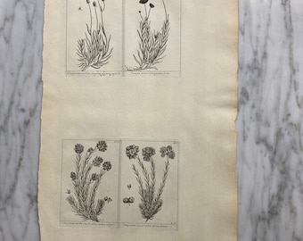 Plates  407-410 - 19th C. Italian Botanical Engraving or Etching by Antonio Bertoloni (1854)